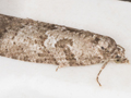 Cnephasia communana